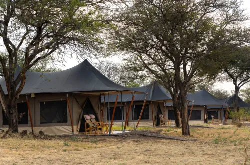 Golden Safari Camp