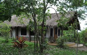 Udzungwa forest environment