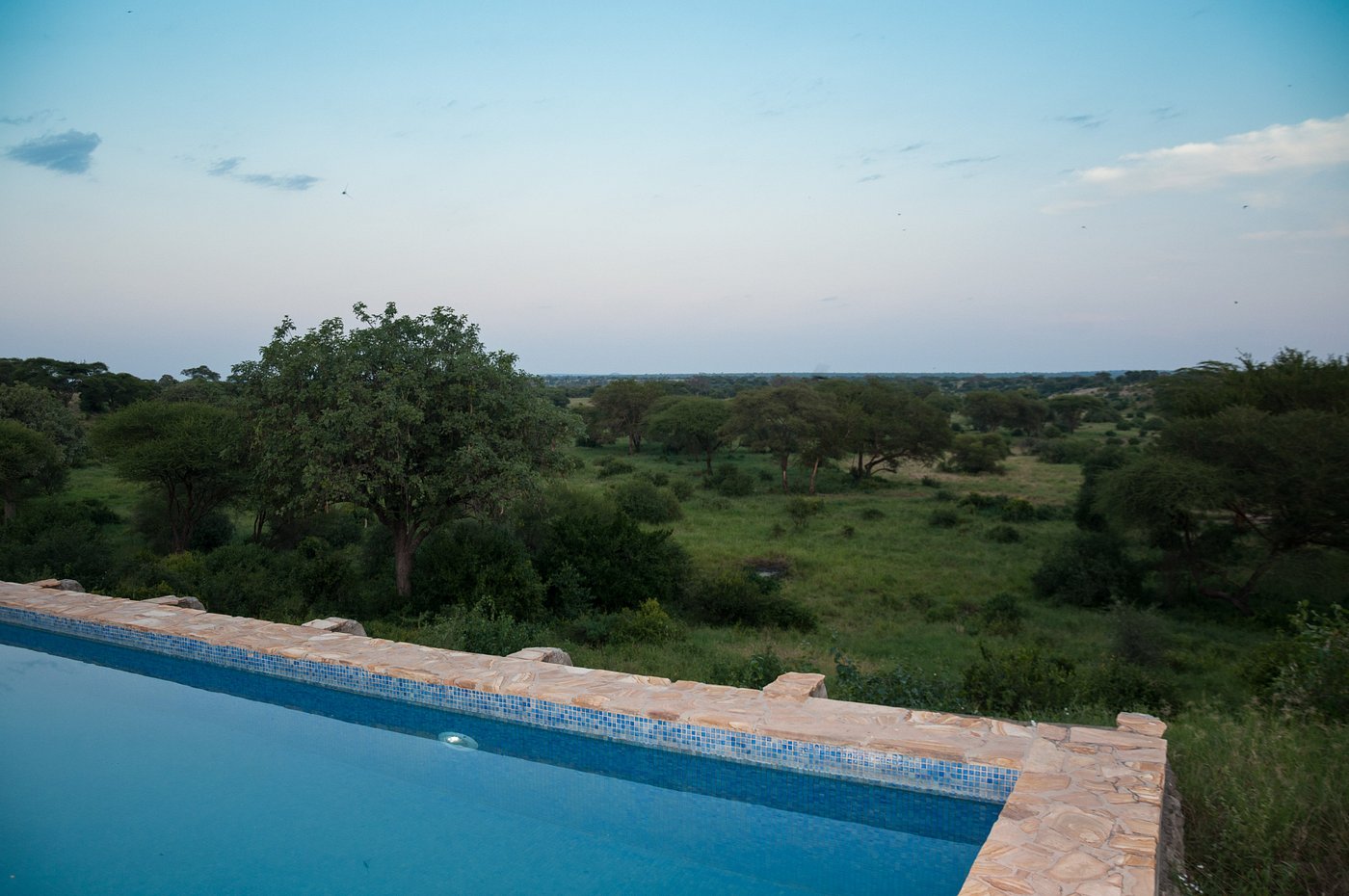 Wildlife and pool at Tarangire lodge