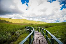 Kitulo plateau flowers