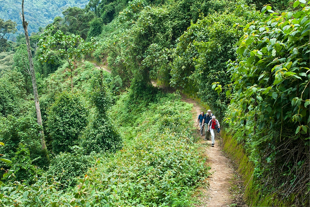 First Chimpanzee Trekking