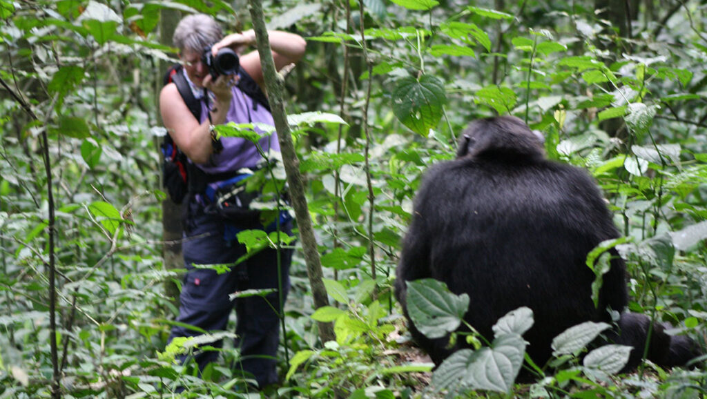 6-Day Mahale Chimp Trekking & Katavi Big Game Safari (Fly-in Western Tanzania)