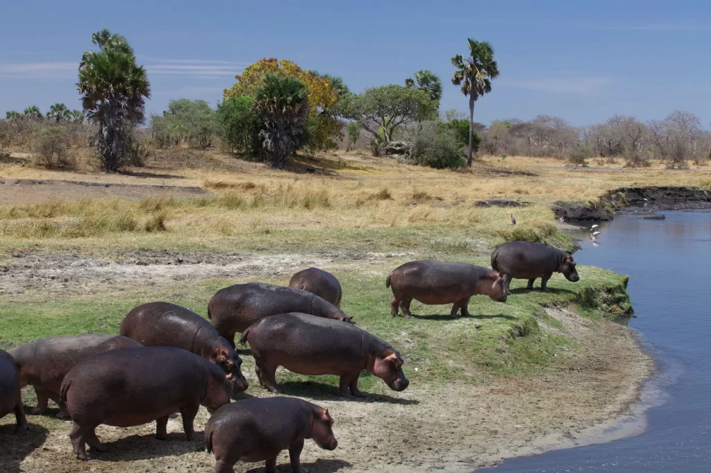 7-Day Katavi Remote Wilderness Safari (Ultimate Fly-in Tanzania Experience)
