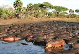 River Systems & Hippo Pools