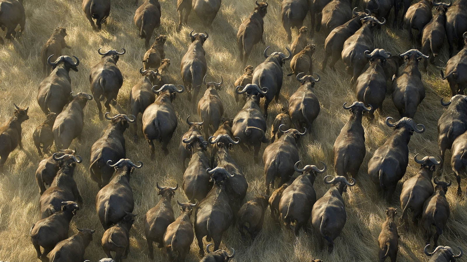 5-Day Katavi Fly-in Safari (Extended Remote Wilderness Experience)