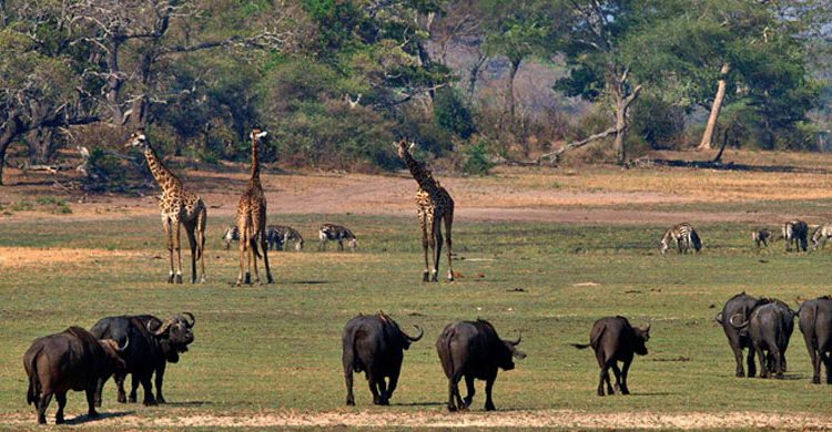 Flexible Safari Day – Tailored Experience