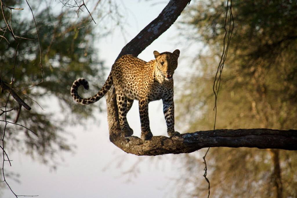 4-Day Katavi Wilderness Safari (Remote Fly-in Tanzania Experience)