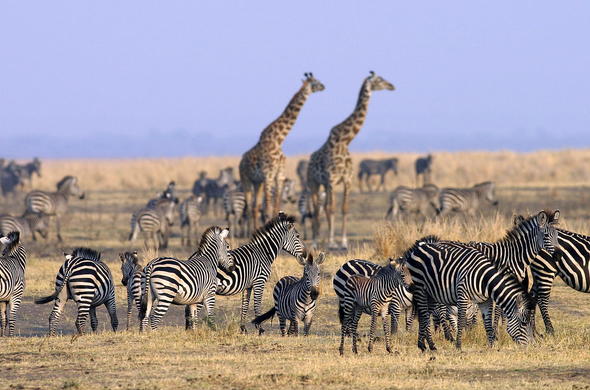 Full-Day Game Drives in Katavi