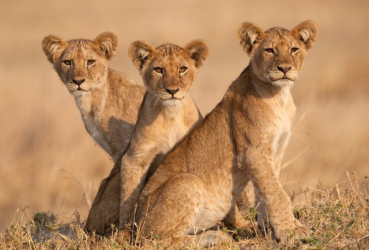5-Day Katavi Fly-in Safari (Extended Remote Wilderness Experience)