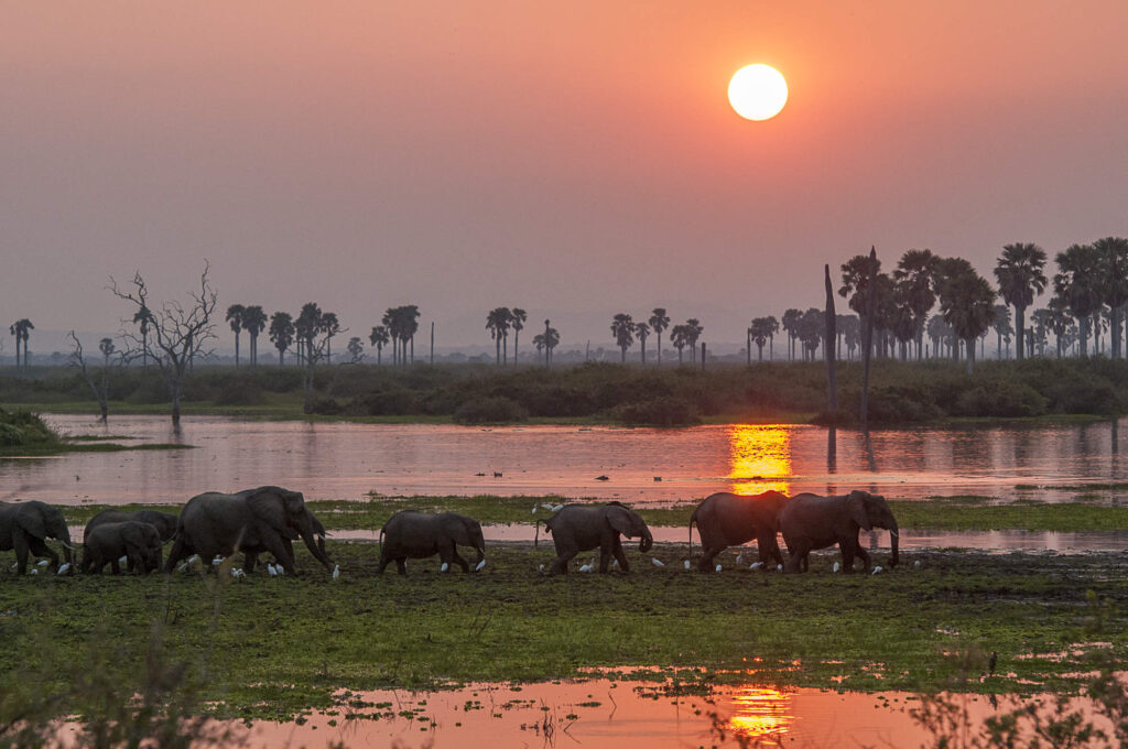 8-Day Nyerere Safari with Zanzibar Extension (Southern Tanzania Bush & Beach Holiday)