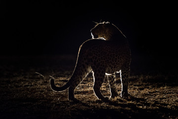 Night Safari Tanzania