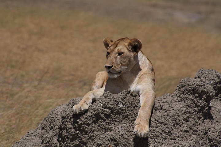 7-Day Tanzania Camping Safari – Serengeti, Ngorongoro & Tarangire